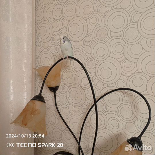 Волнистый попугай