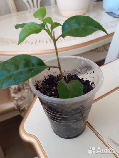 Бугенвиллия