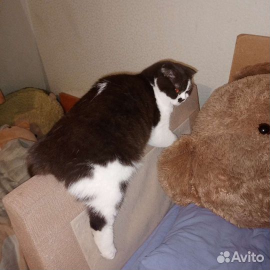 Британец с сибирской
