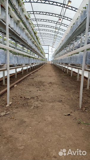 Аренда отапливаемой теплицы с клубникой