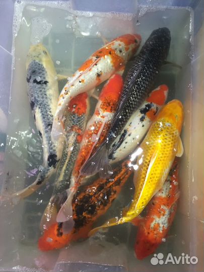 Рыбы для пруда, декоративные караси карпы