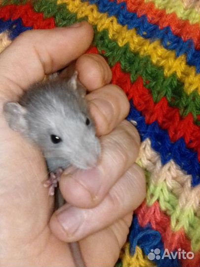 Дамбо Дамбо