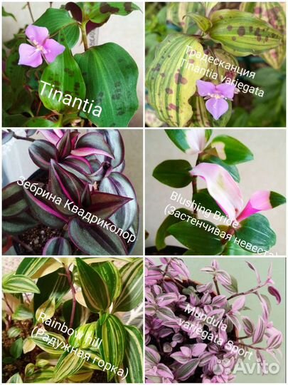 Традесканция сортовая. Каллизия