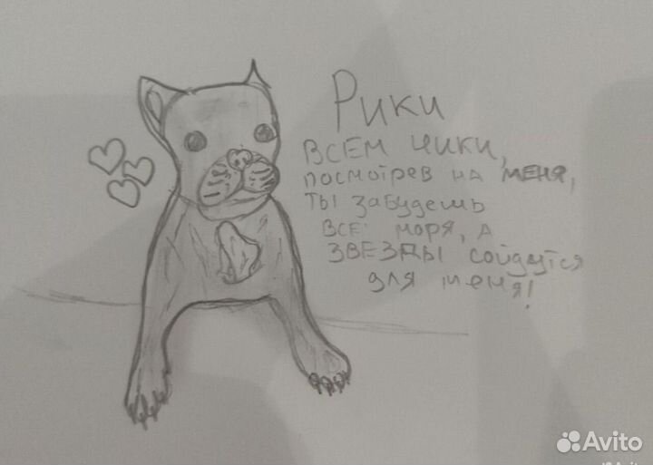 Портрет вашего питомца или нарисую все что угодно