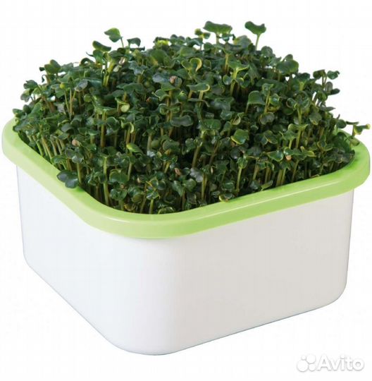 Контейнер для проращивания микрозелени