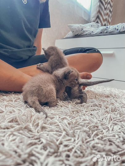 Котята