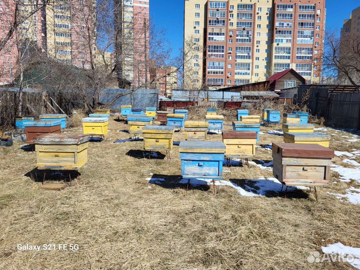Продажа семьи пчелы