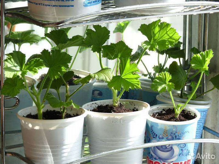 Пеларгония(герань) сортовая Ангел Fairy Gueen