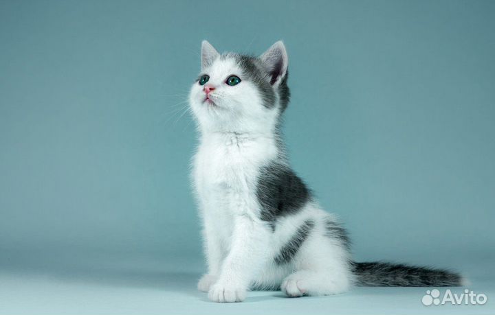 Котенок 1 мес