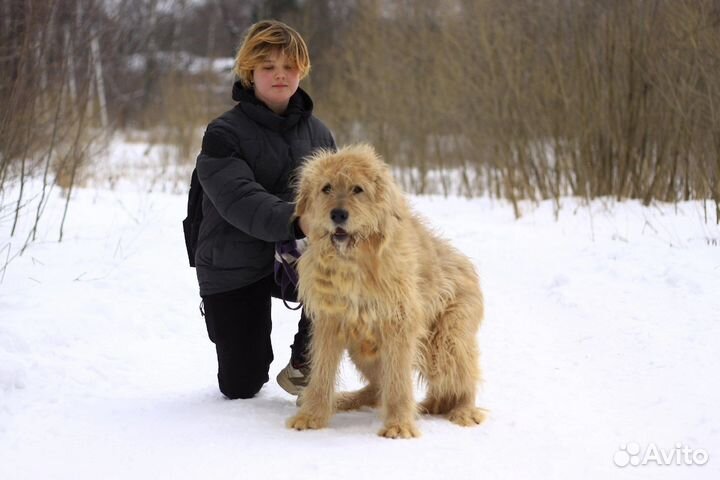 Собака в добрые руки