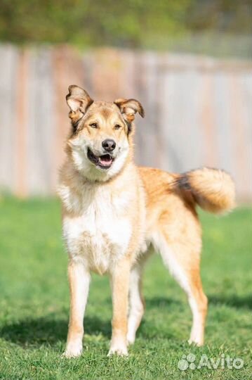 Собака метис