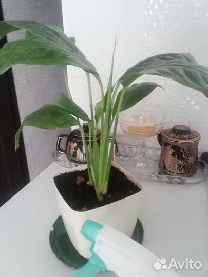 Спатифиллум