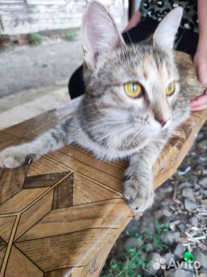 Кошечка 8 месяцев стерилизованная