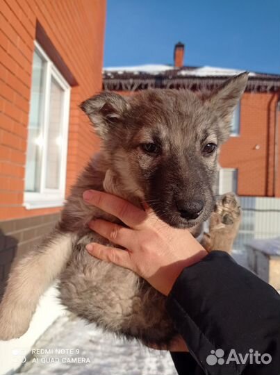 Хаски агути