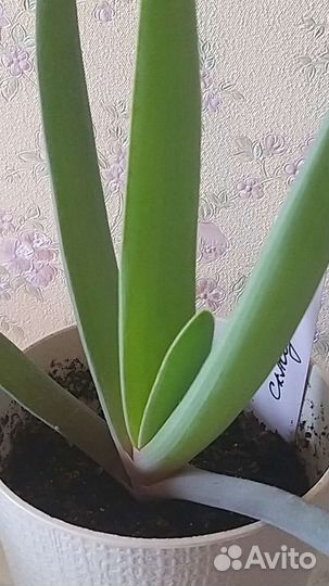 Алоэ складчатое Plicatilis