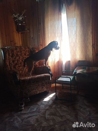 Вязка кобеля бигля, город Тверь