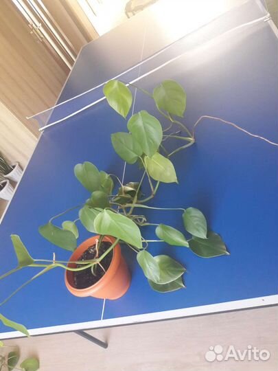 Монстера, Папоротник