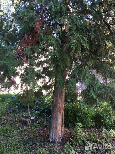 Саженцы хвойных растений, можжевельник, туя, пихта