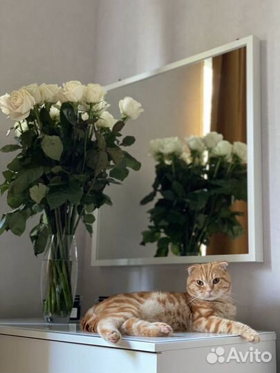 Шотландский кот вязка