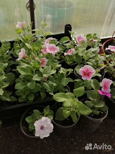 Цветы петунья