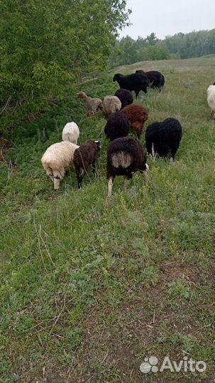 Овцы матки ягнята бараны