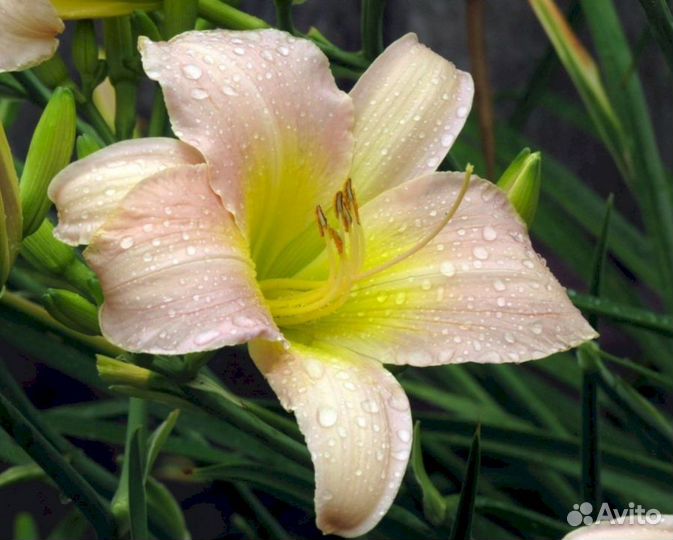 Лилейники Катерина Вудбери