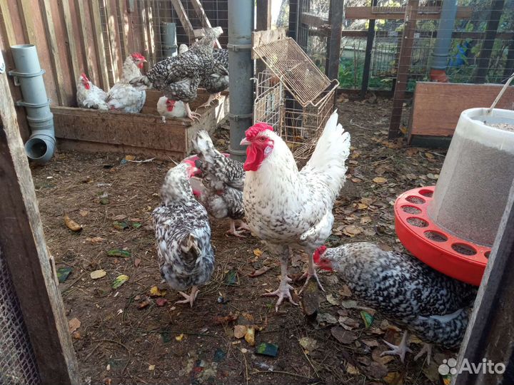 Инкубационное яйцо кур