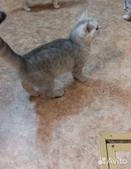 Шотландская кошка