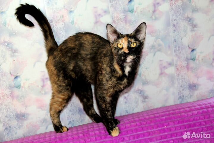 Абикун огромная девочка котенок