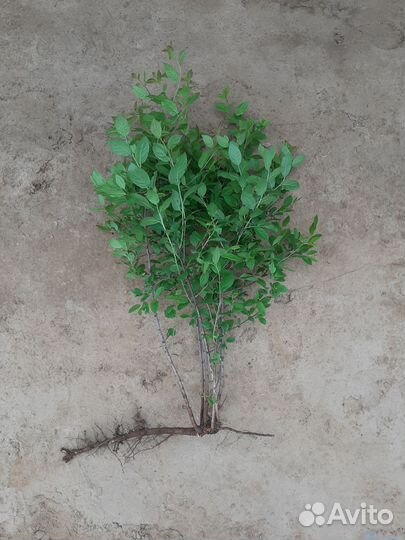 Саженцы кустарников. Зелень (щавель, лук)