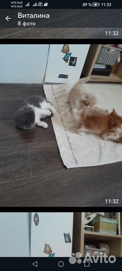 Котята в добрые руки 1 месяц