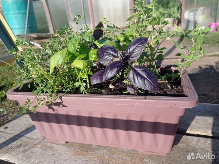 Пряные травы в кашпо