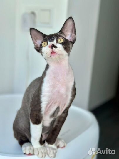 Девон-рекс котенок