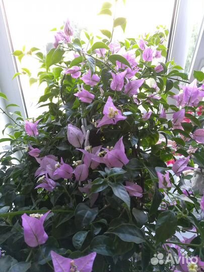 Бугенвиллия