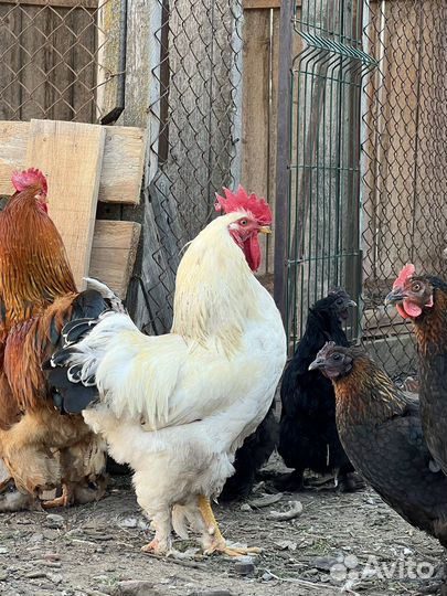 Молодые петухи