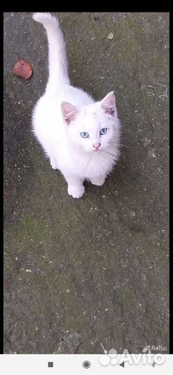 Вязка Кот Турецкий Ван без родословной,с вет.пасп
