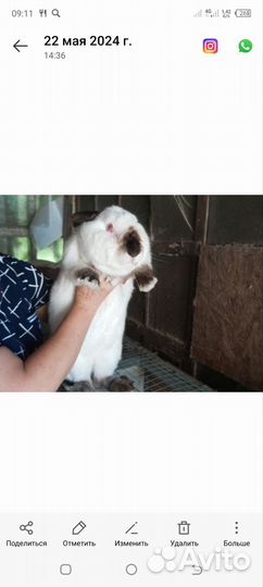 Кролики мясных пород