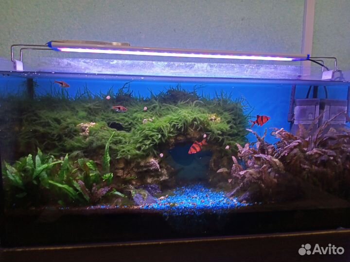 Аквариум