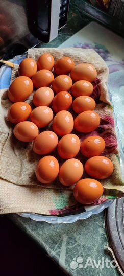 Яички на еду куриные, перепелиные