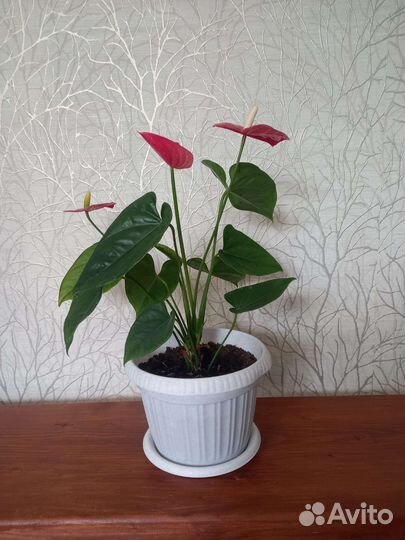 Антуриум сортовой Dacota