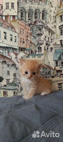 Мама-экзотическая набиваная, папа- шотландский кот объявление продам
