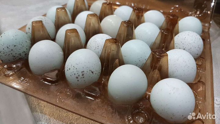 Перепела продажа