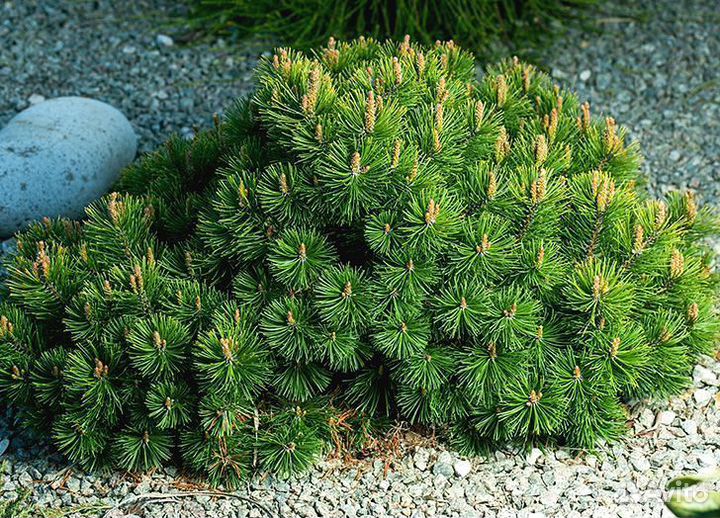 Сосна горная Пумилио