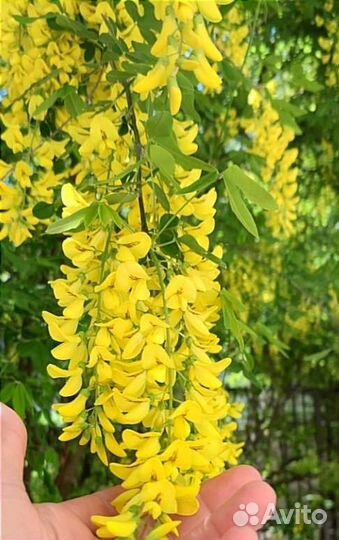 Цветущие декоративные