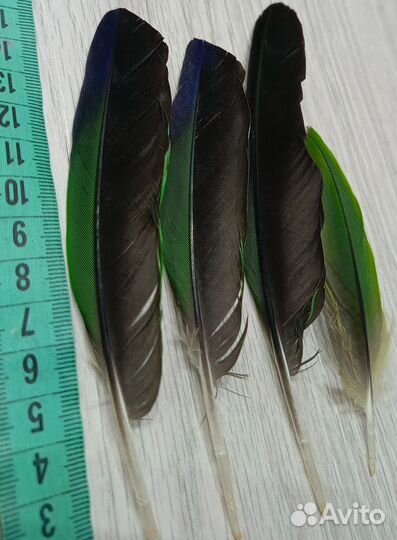 Натуральные перья амазона 8 шт