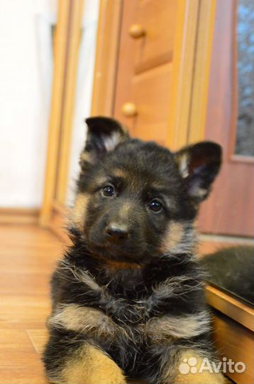 Овчарка девочка гладкошерстная