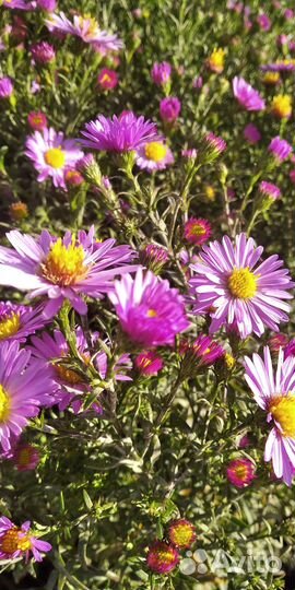 Астра многолетняя (октябринка) высокая