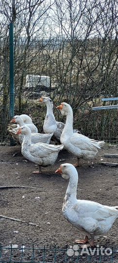 Яйца гусиные от холмогоров