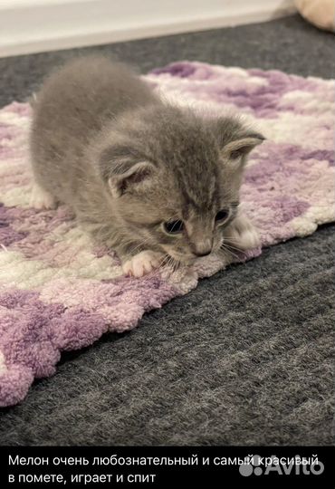 Кошка в дар