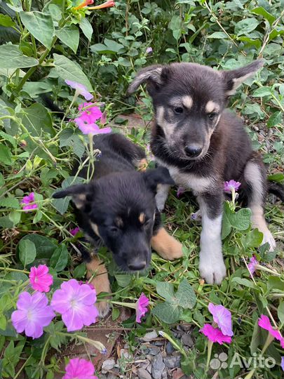 Щенки